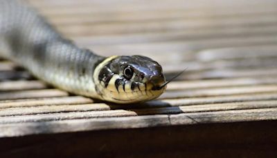 Man dies of snakebite, villagers burn snake alive on his funeral pyre in Chhattisgarh