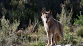 La justicia europea se pronuncia otra vez sobre la autorización para cazar lobos (y no son buenas noticias para los ganaderos)