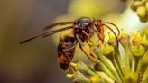 Gardeners urged to be vigilant of Asian hornets after record numbers spotted