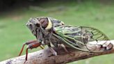 Hordes of zombie cicadas will emerge across the US this month