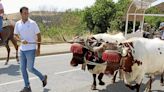 Larraga celebra su fiesta de la Vaca Brava