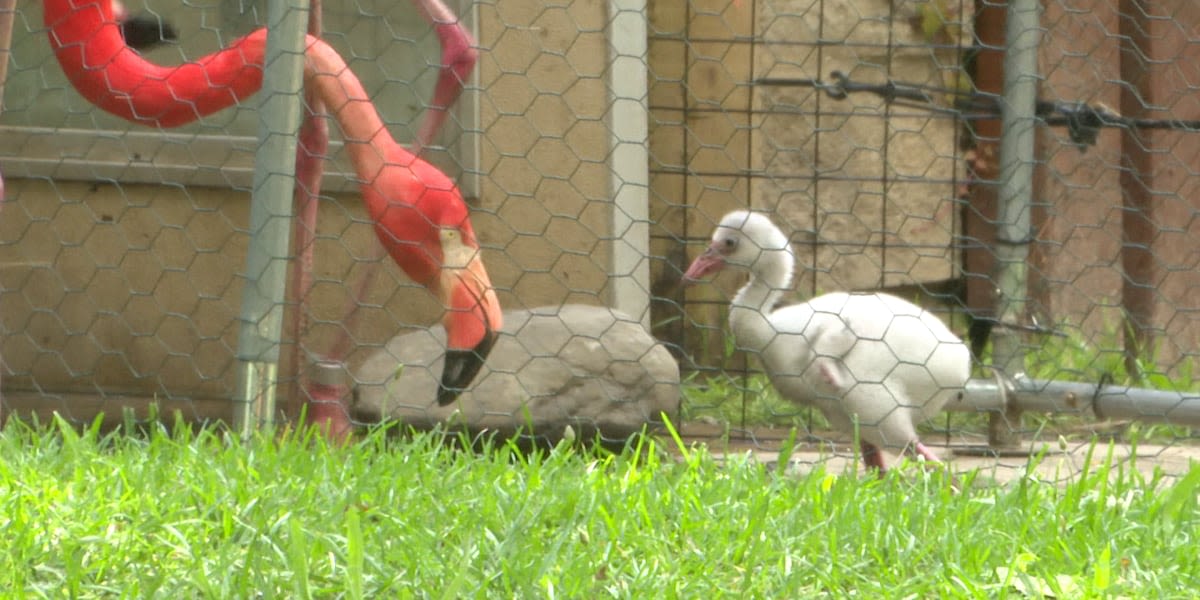 Potawatomi Zoo welcomes new baby flamingo