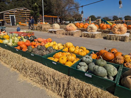 Where are the best pumpkin patches near you in San Francisco, Sacramento and Los Angeles?