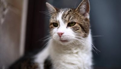 Larry the Downing Street cat is 'a little s***'