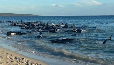 Bereits mehrere Tiere verendet Mehr als 160 Grindwale in Australien gestrandet