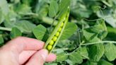 How do you grow garden peas from the seed?