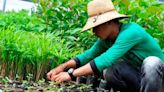 Iniciativa defende adoção de sistemas agroflorestais na reconstrução do Estado