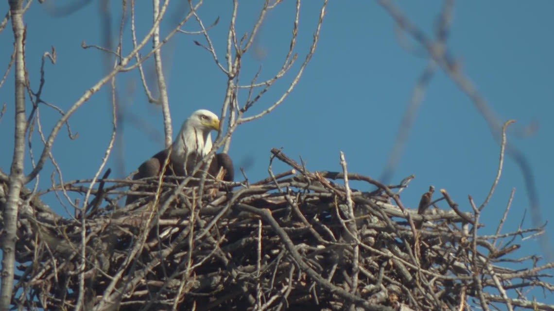 Eagle family near White Rock Lake displaced in Tuesday's storm