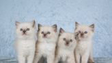 Tiny Ragdoll Kittens Take Over Dad's Pillow and It's Absolutely Precious
