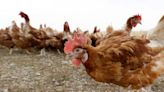 WHO confirms death in Mexico from a bird flu strain not seen before in humans