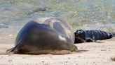 Monk seal pup dies following apparent dog attack, officials say