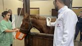 Cavalo Caramelo é microchipado no Hospital Veterinário da Ulbra | GZH