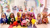 Ursinhos carinhosos? Festa do pijama com cadelas fantasiadas viraliza na internet; vídeo
