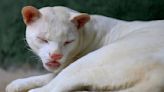 世界已知唯一「白子豹貓」 看不見、無法偽裝 保育公園伸援手