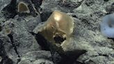 Shiny 'golden orb' found 2 miles deep in the Pacific stumps explorers: 'What do you think it could be?'