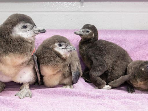 New England Aquarium announces hatching of 4 African penguin chicks