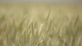 Governo da Austrália eleva estimativa de colheita de trigo Por Reuters