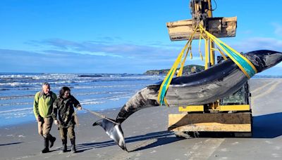 World’s ‘rarest’ whale may have washed up on New Zealand beach