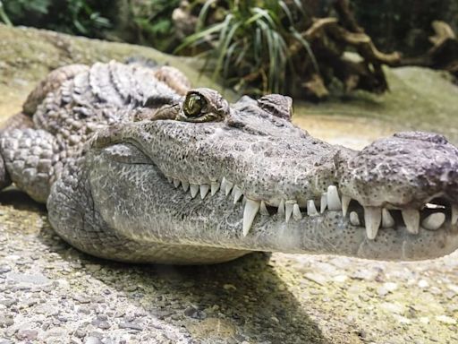 Australia: Police Find Mortal Remains Of 12-Year-Old Girl Snatched By Crocodile While Swimming