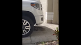 Alligator hiding under pickup in driveway startles Florida couple, video shows
