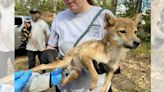 43 starving dogs found at Missouri breeder, 9 dead animals also recovered