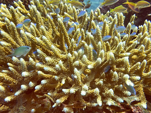 Coral bleachings devastate Bali reefs as sea temperatures rise - Times of India