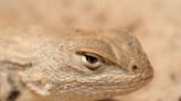 West Texas lizard now listed as endangered species