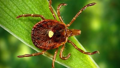 Lone star tick bite can cause red meat allergy. Is it in NY? What the data tells us