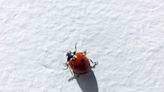 How to Get Rid of Ladybugs Without Hurting Them