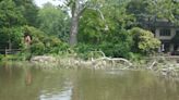 A tale of a fallen sycamore and the turtles that love it in Yardley's Lake Afton