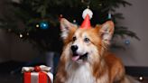 Corgi's On-Point Reaction to Holiday 'Snoopy' Toy Is Just Perfect