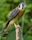 American kestrel