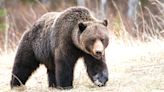 Man searching for shed antlers shoots grizzly during encounter in Montana - Outdoor News