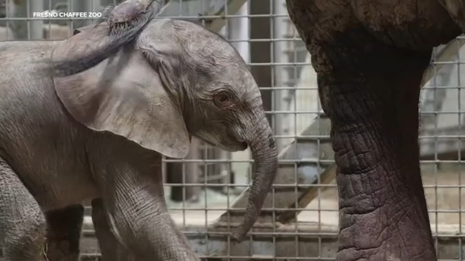 When you can see new baby elephants at Fresno Chaffee Zoo