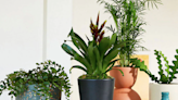 Get Up to 50% Off Your Favorite Plants With The Sill’s Sidewalk Sale