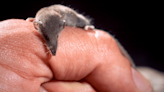 The Smallest Mammal In The World Lived 53 Million Years Ago