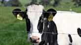 Second human case of bird flu linked to dairy cows found in Michigan