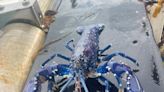 Northern Irish fisherman lands catch of a lifetime blue lobster – for the second time