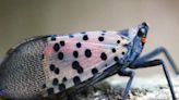 Gardening: Spotted lanternfly is the latest invasive species threat in New York