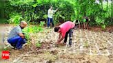 Activists using Japanese method of forestation on Ganga banks in Kashi | Varanasi News - Times of India
