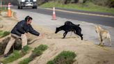 El rechazo a la caza de perros asilvestrados en Chile enfrenta a los diputados oficialistas con los ambientalistas