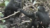 Graban por primera vez a un grupo de chimpancés que ha aprendido a cavar pozos