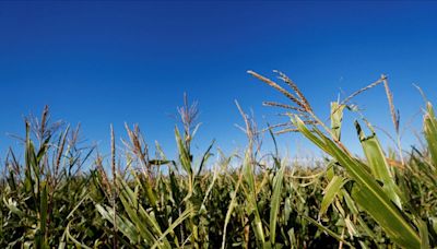 Estimación cosecha maíz de Argentina cae a 46,5 million T por chicharritas y clima: Bolsa Cereales Buenos Aires