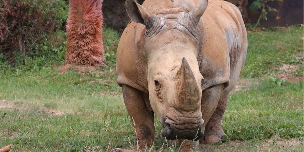 Wild Inside: More rhinos headed to Zoo Knoxville