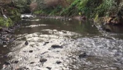 Investigation launched as fish kill reported in Co Antrim river