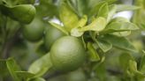 Inside Florida's citrus groves, where growers are working to solve devastating disease and a climate-related shortage to save America's oranges