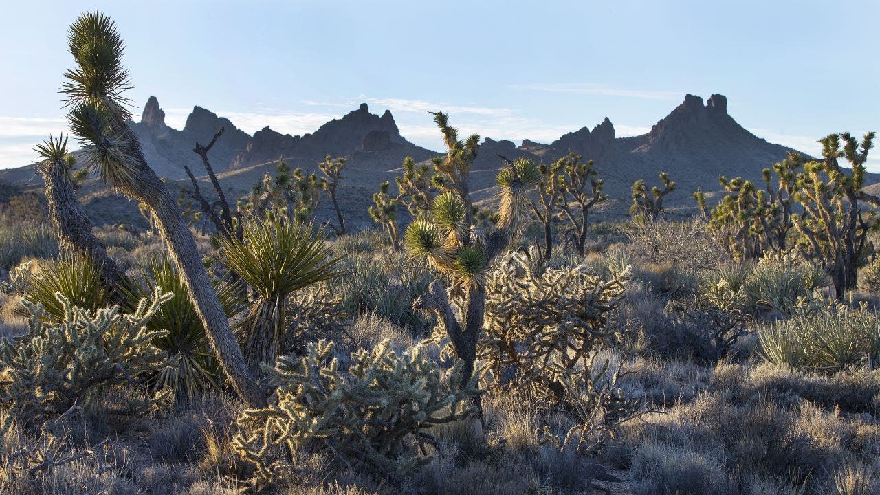 California clean energy project threatens thousands of protected Joshua trees: reports