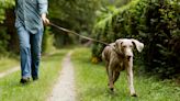 9 Ways To Save on Pet Expenses When You Retire