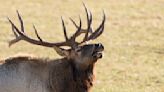 Canadian tourist almost sits on elk's antlers trying to take selfies