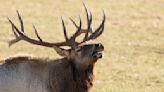 Yellowstone tourists learn the hard way why you should never, ever approach elk during the rut